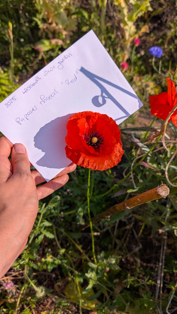 A hand holding a card next to a vibrant red poppy flower in a garden setting.