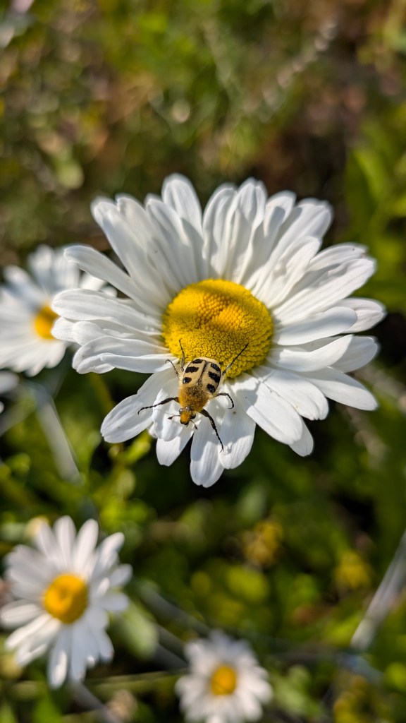Close-up of a bee on a white daisy with a yellow center, surrounded by other daisies in a green background.