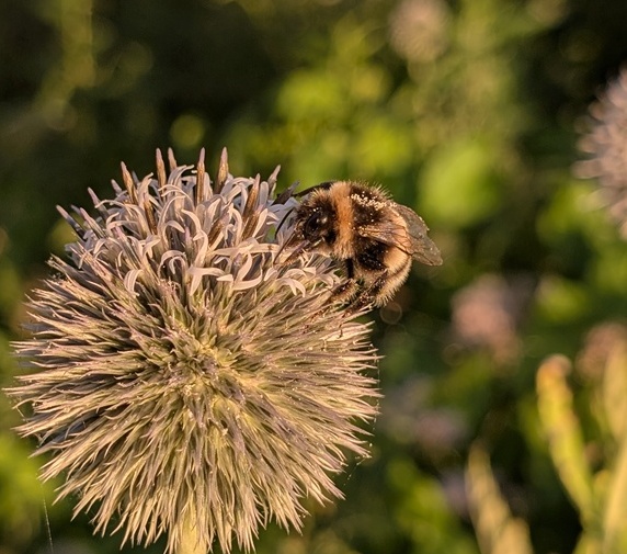 A close-up of a bumblebee on a round blue flower, surrounded by lush green foliage.