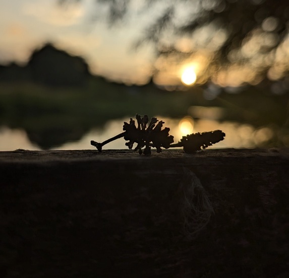 Silhouette of two pine cones resting on a wooden surface at sunset, with a blurred natural background and soft lighting reflecting on the lake.
